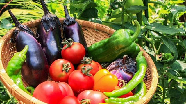 【野菜博士ちゃん】夏の体のお悩み解決野菜まとめ！免疫力・夏バテ・ダイエットにも（7月25日）