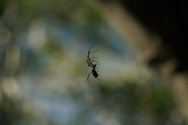 蜘蛛が寄ってくる7つのスピリチュアルな理由と時間による意味の違い